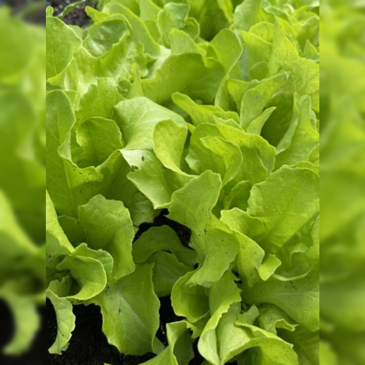 Schnitt- & Pflücksalat "Buttersalat" - BIO-Sorte [samenfest]