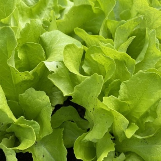 Schnitt- & Pflücksalat "Buttersalat" - BIO-Sorte [samenfest]