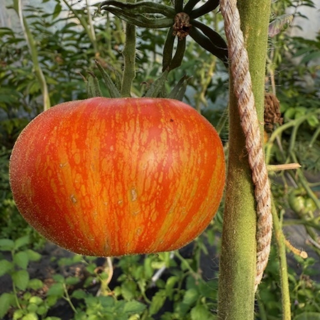 Tomate "Feuerwerk" - BIO-Tomatensorte [samenfest]