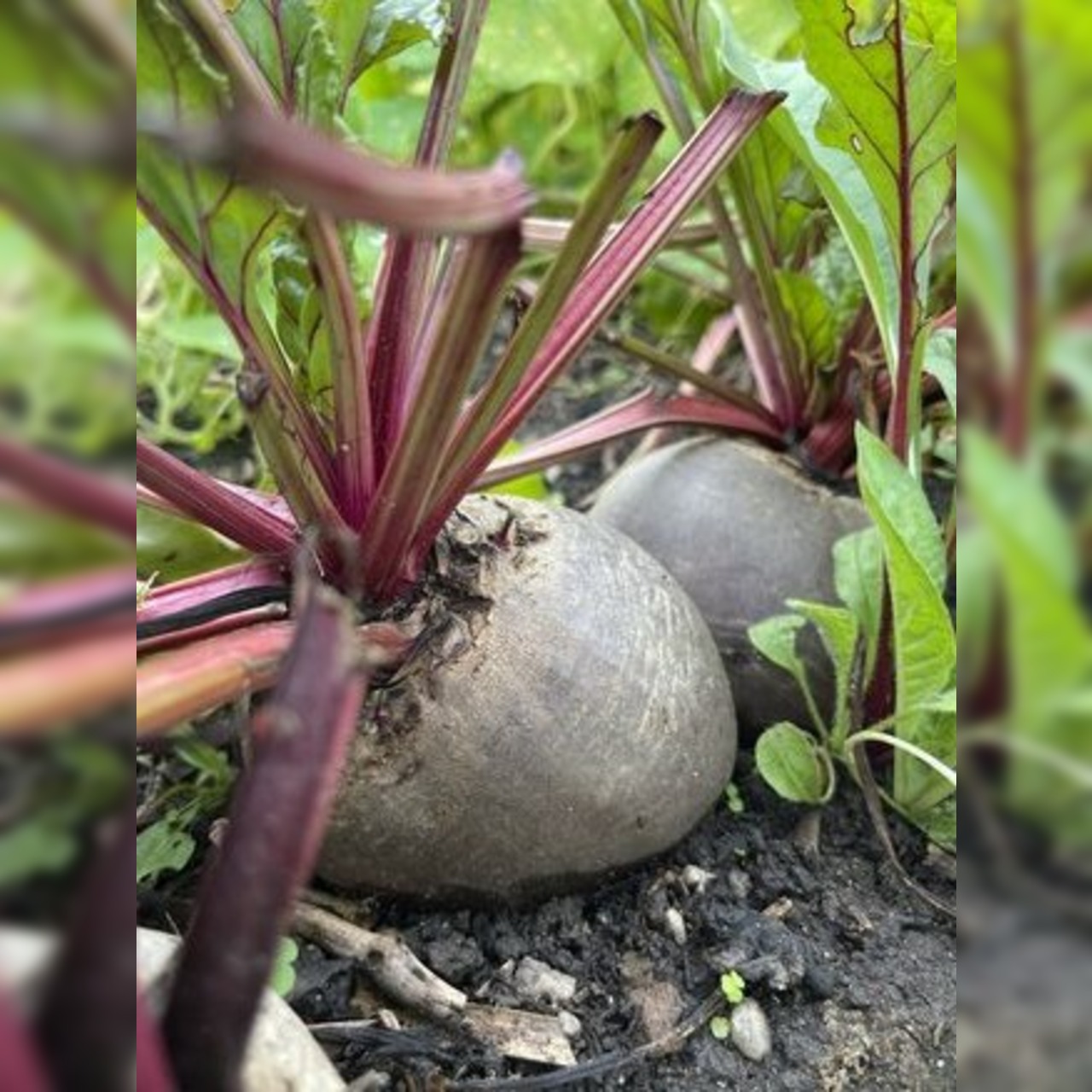 Gemüsesamen-Set "Mittelzehrer fürs Hochbeet" - 8 BIO-Sorten [samenfest]