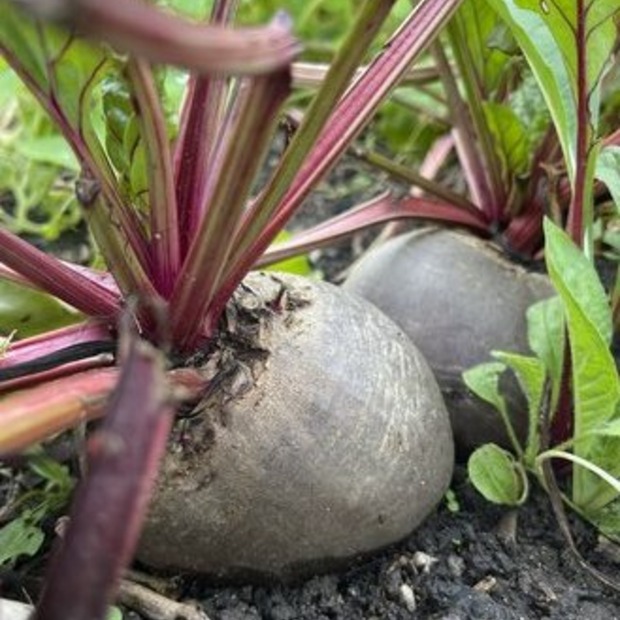 Gemüsesamen-Set "Mittelzehrer fürs Hochbeet" - 8 BIO-Sorten [samenfest]