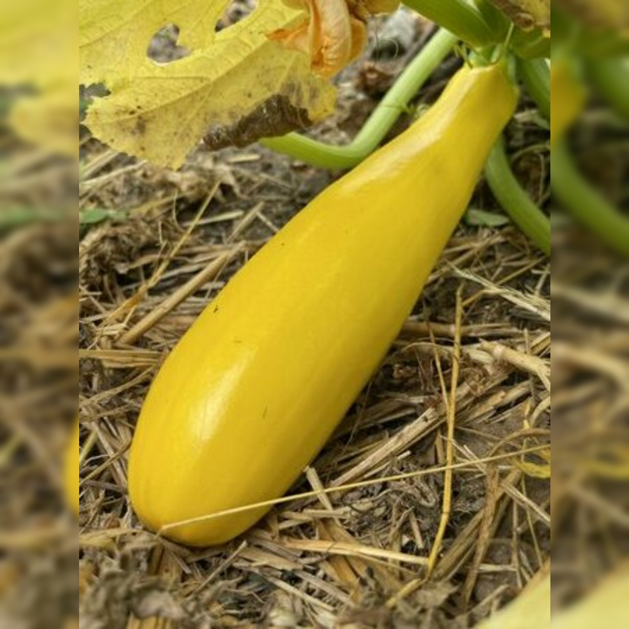 Anzucht-Set "Zucchini" [110, 112]