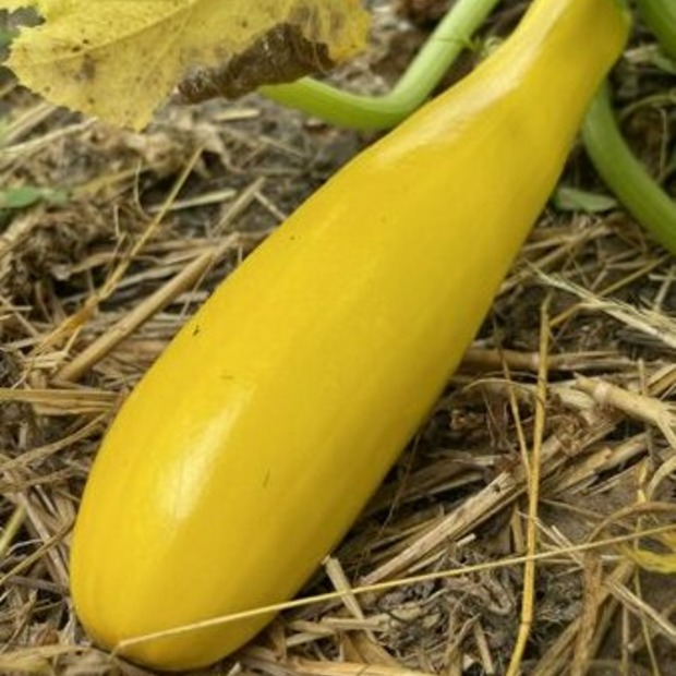 Anzucht-Set "Zucchini" [110, 112]