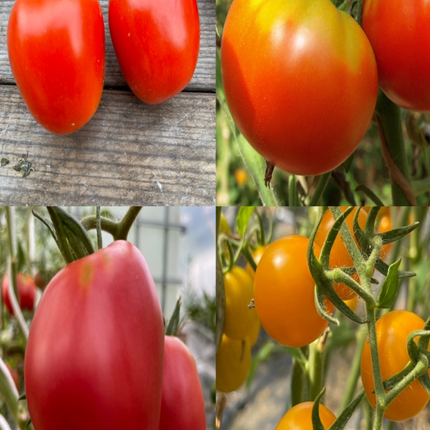 BIO Tomatensamen Set