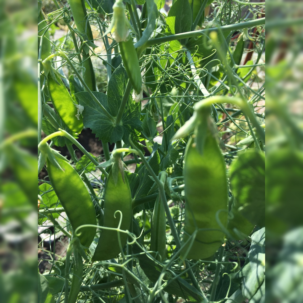 Gemüsesamen-Set "Verliebtes Gemüse" - 4 BIO-Sorten [samenfest]