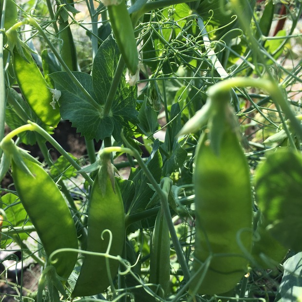 Gemüsesamen-Set "Verliebtes Gemüse" - 4 BIO-Sorten [samenfest]