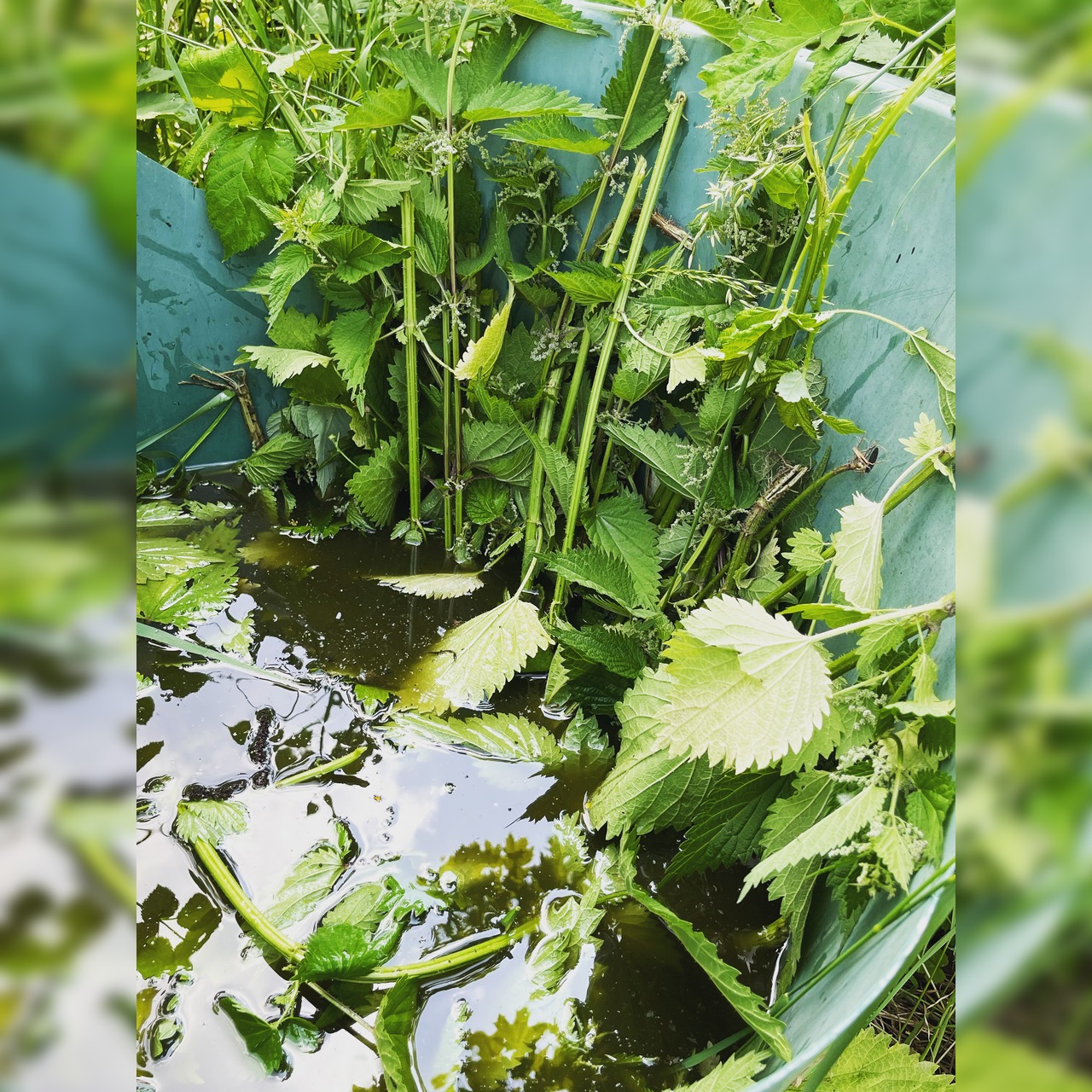 Brennesseljauche - Bio Flüssigdünger 250 ml