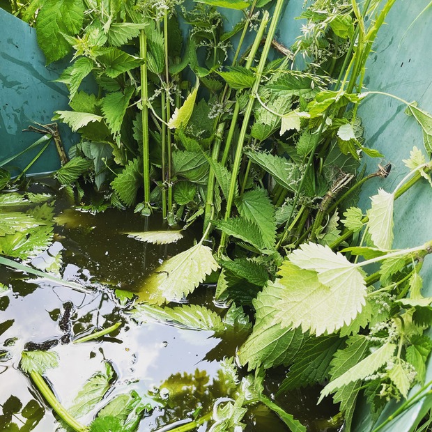 Brennesseljauche - Bio Flüssigdünger 250 ml