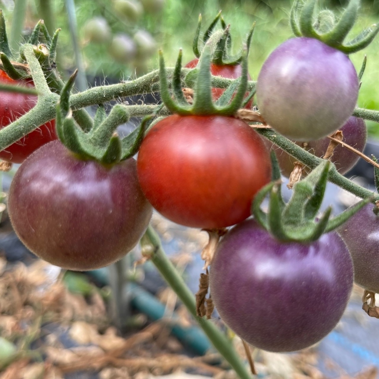 Tomate "Blue Pitts" - BIO-Tomatensorte [samenfest]