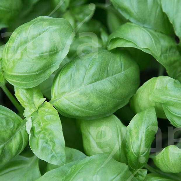 Kräutersamen-Set "Küchenkräuter" - BIO Kräutersamen [samenfest]