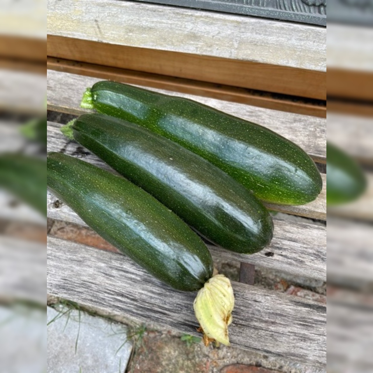 Anzucht-Set "Zucchini" [110, 112]