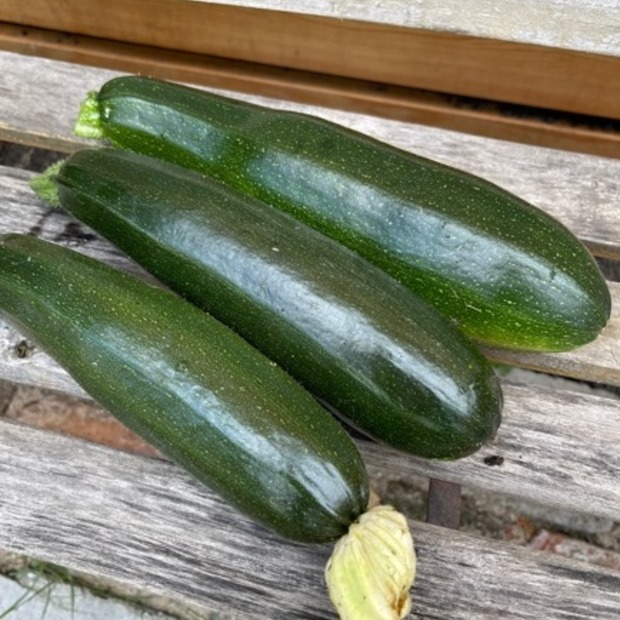 Anzucht-Set "Zucchini" [110, 112]