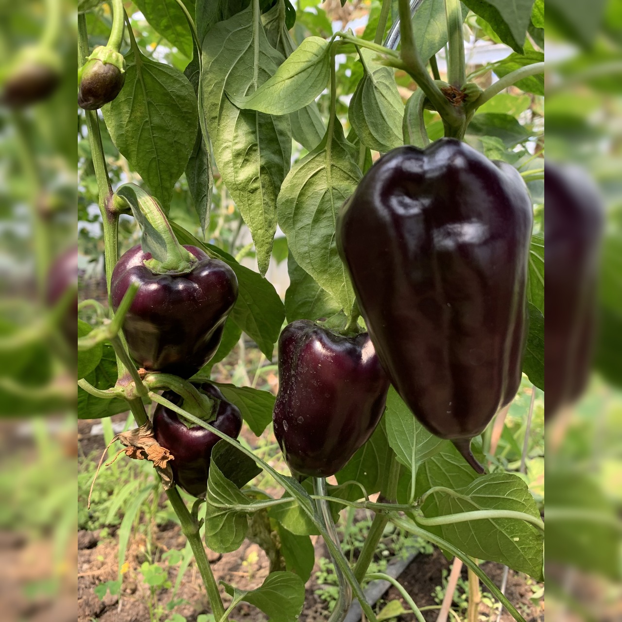 Paprika "Black Hungarian" -BIO-Paprikasamen [samenfest]