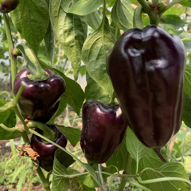 Paprika "Black Hungarian" -BIO-Paprikasamen [samenfest]