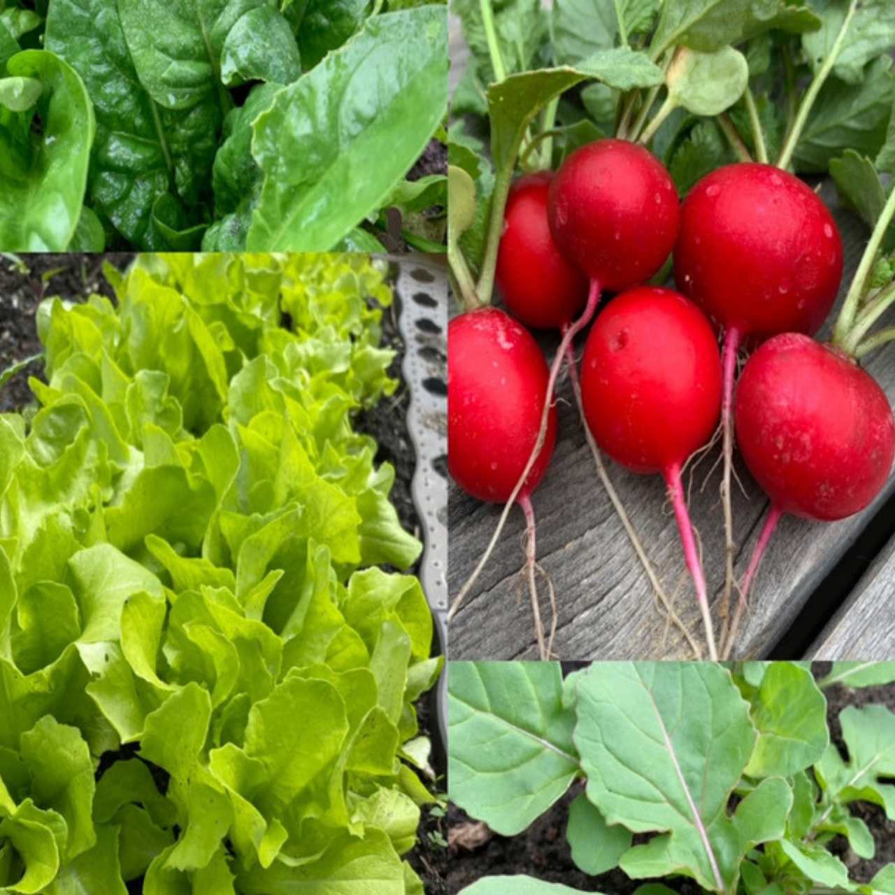 Gemüsesamen-Set "Balkonkasten" - 4 BIO-Gemüsesorten [samenfest]