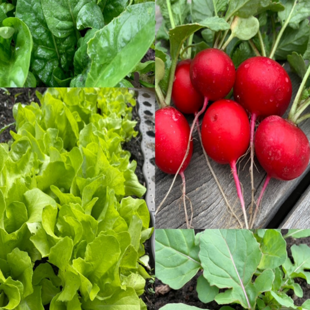 Gemüsesamen-Set "Balkonkasten" - 4 BIO-Gemüsesorten [samenfest]