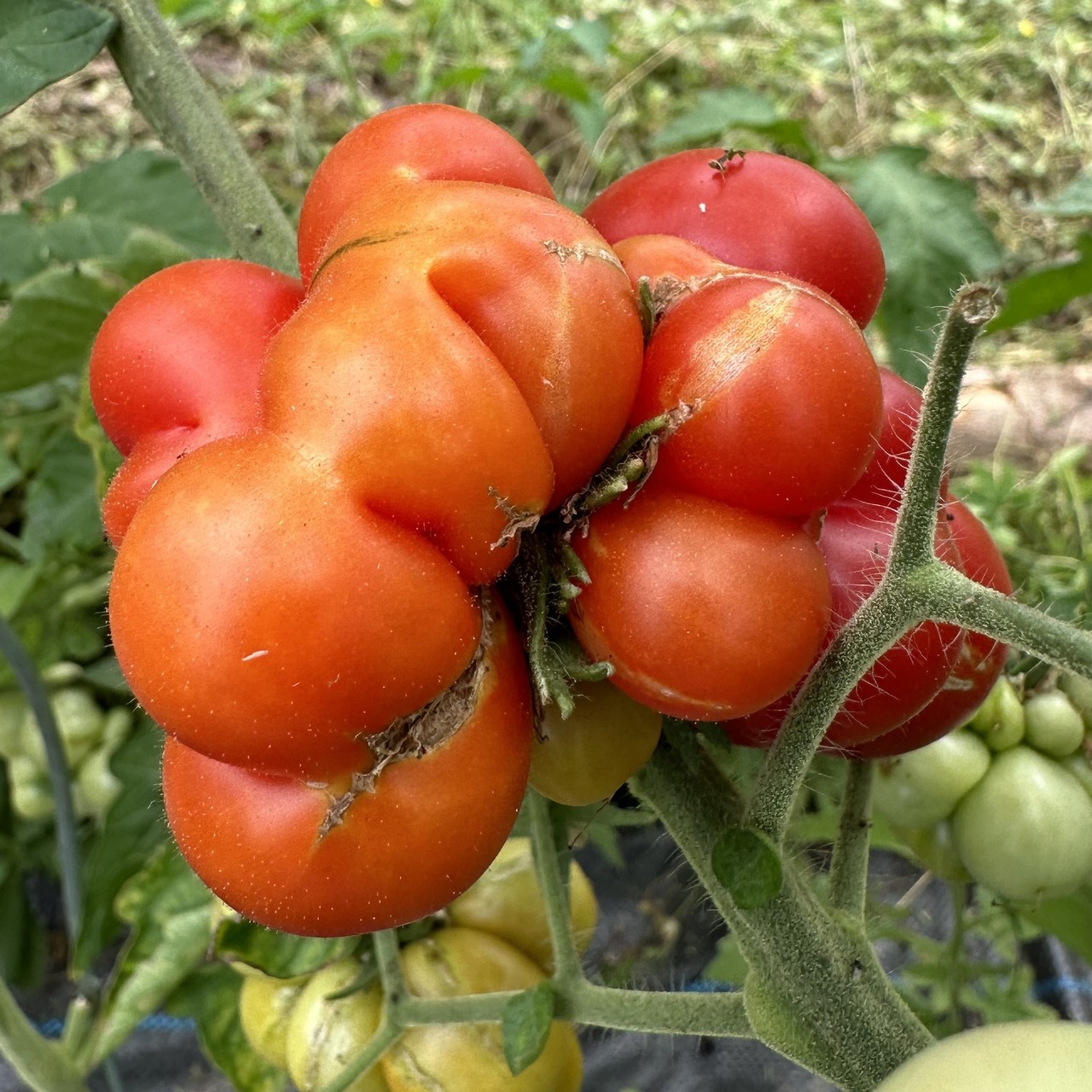 Tomate "Reisetomate" - BIO-Tomatensorte [samenfest]