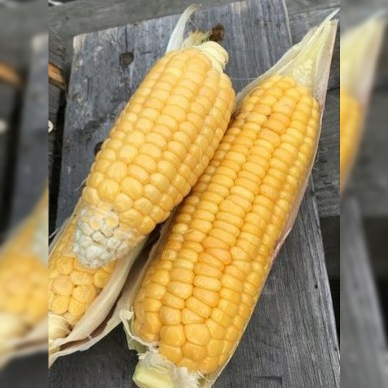 Gemüsesamen-Set "Grillgemüse" - 7 BIO-Gemüsesorten [samenfest]