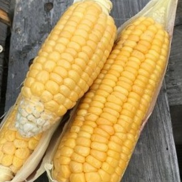 Gemüsesamen-Set "Grillgemüse" - 7 BIO-Gemüsesorten [samenfest]