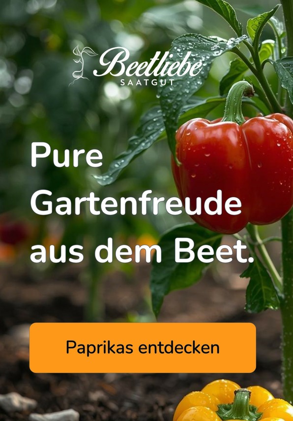 Paprikasamen entdecken - samenfestes Saatgut | Beetliebe