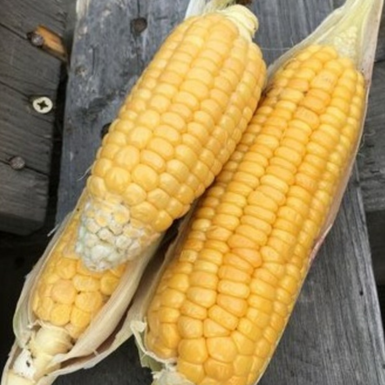 Zuckermais "Golden Bantam" - BIO-Maissorten [samenfest]