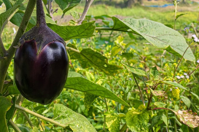 Bild von Aubergine säen, vorziehen, pikieren – so gelingt d