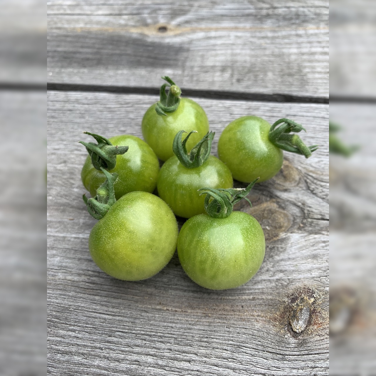 BIO Tomatensamen Set
