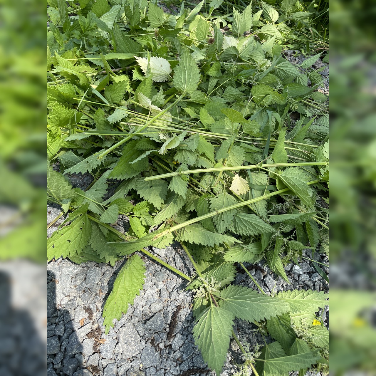 Brennesseljauche - Bio Flüssigdünger 250 ml