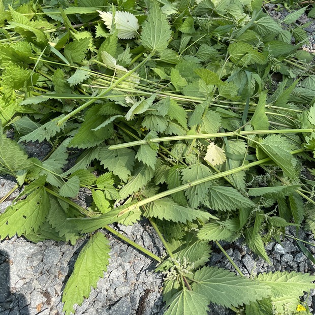 Brennesseljauche - Bio Flüssigdünger 250 ml