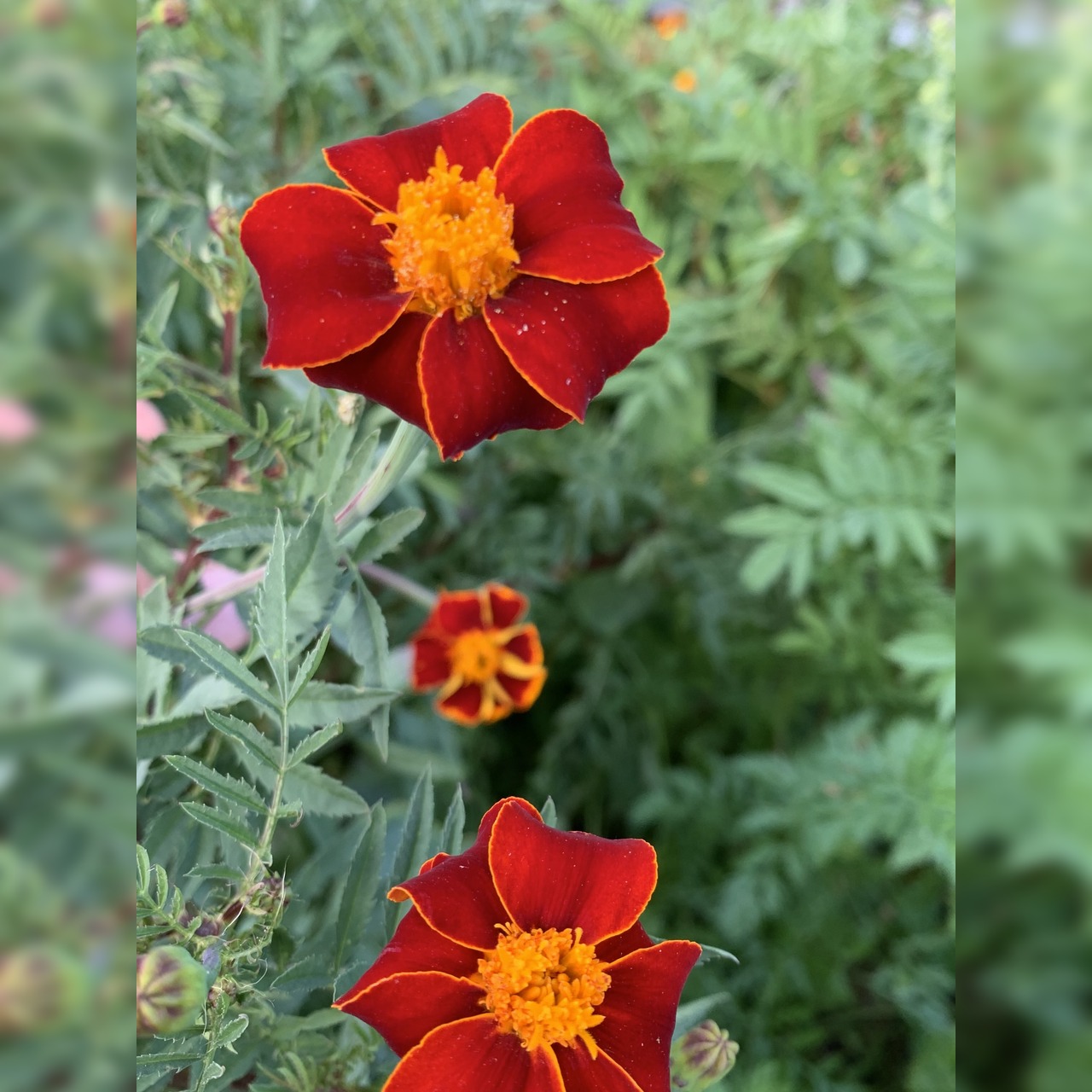 "Tagetes" - BIO-Blumensamen [samenfest]