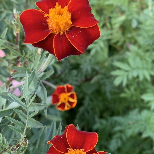 "Tagetes" - BIO-Blumensamen [samenfest]