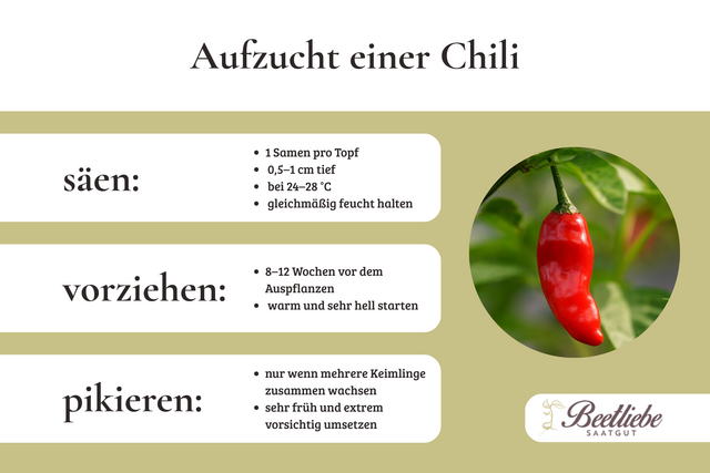 Chili, Chilli, Chilipflanze, Aufzucht