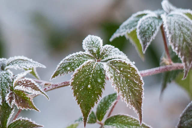 Bild von Aussaat & Anzucht im Dezember: Tipps für Chili & W