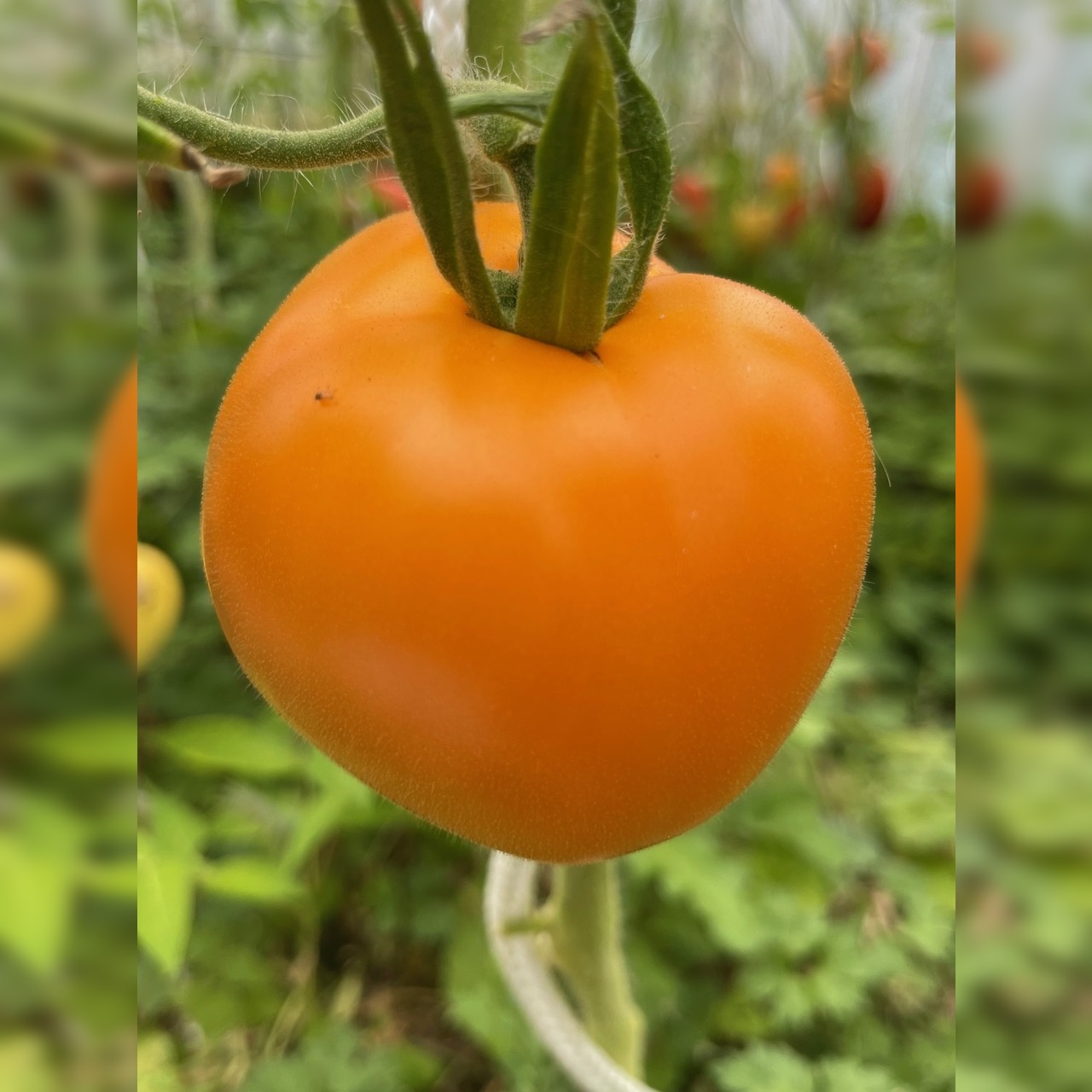 Anzucht-Set "robuste Tomaten" [33, 61]