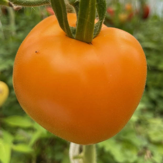 Anzucht-Set "robuste Tomaten" [33, 61]