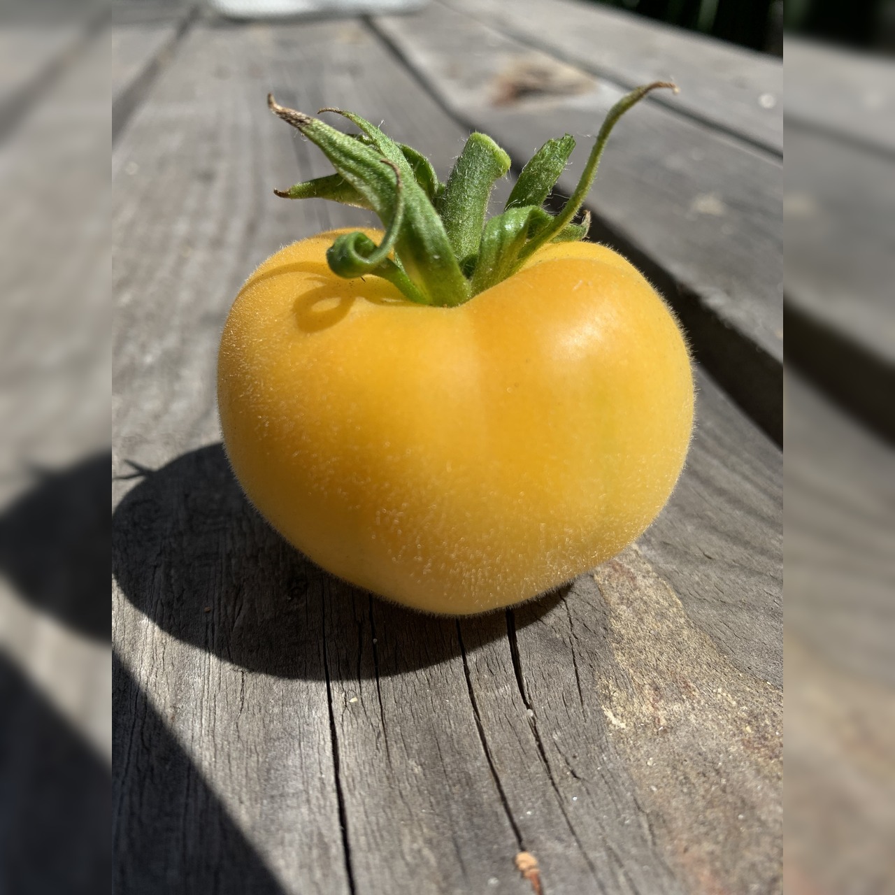Tomate "weißer Pfirsich" - BIO-Tomatensorte [samenfest]