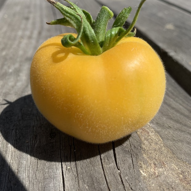 Tomate "weißer Pfirsich" - BIO-Tomatensorte [samenfest]