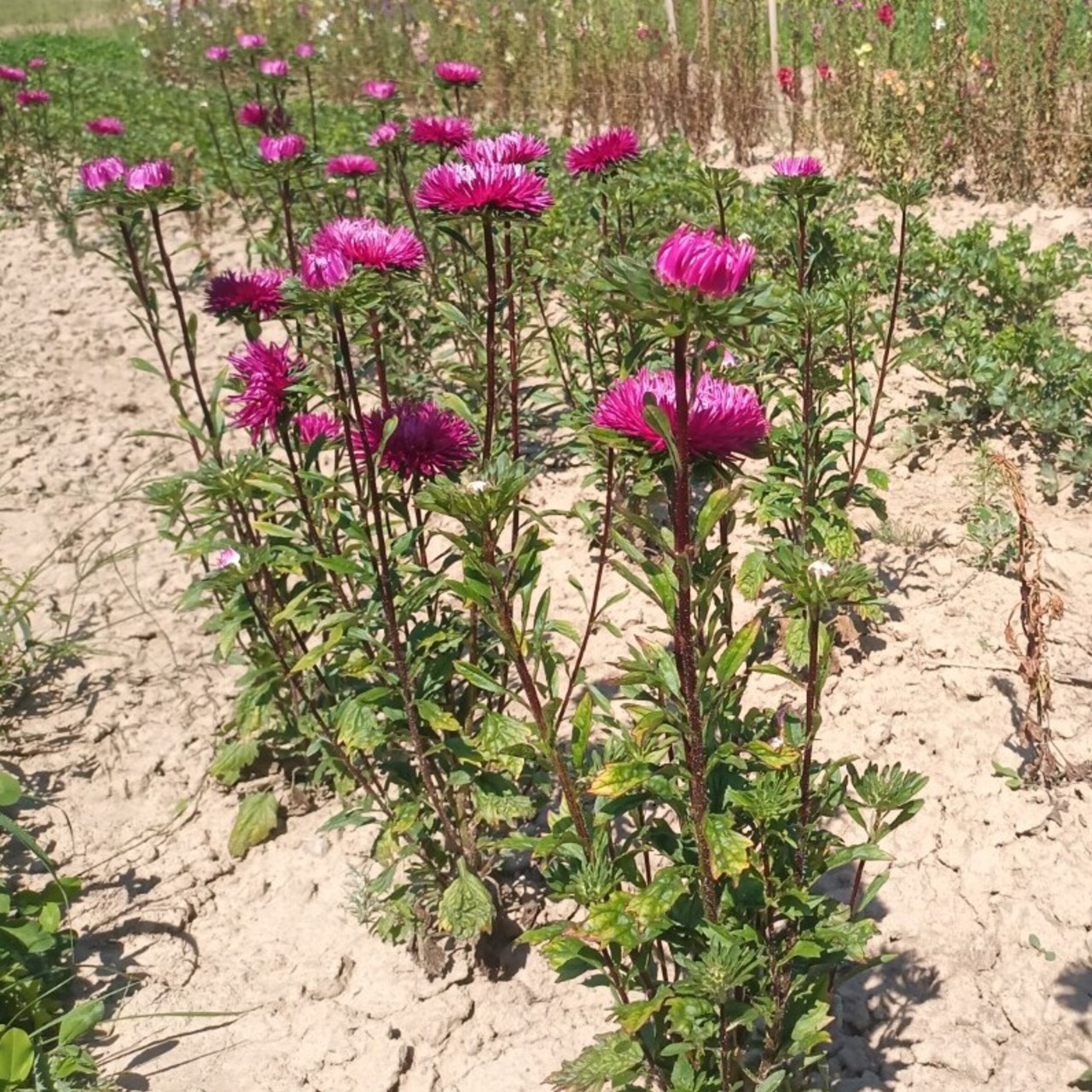 Schnittaster "Fackel" - BIO-Blumensamen