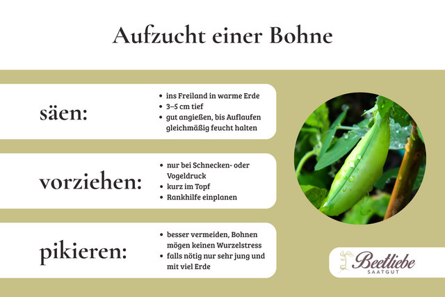 Aufzucht, Bohne, Stangenbohne, Kidneybohne, Sojabohne, dicke Bohne