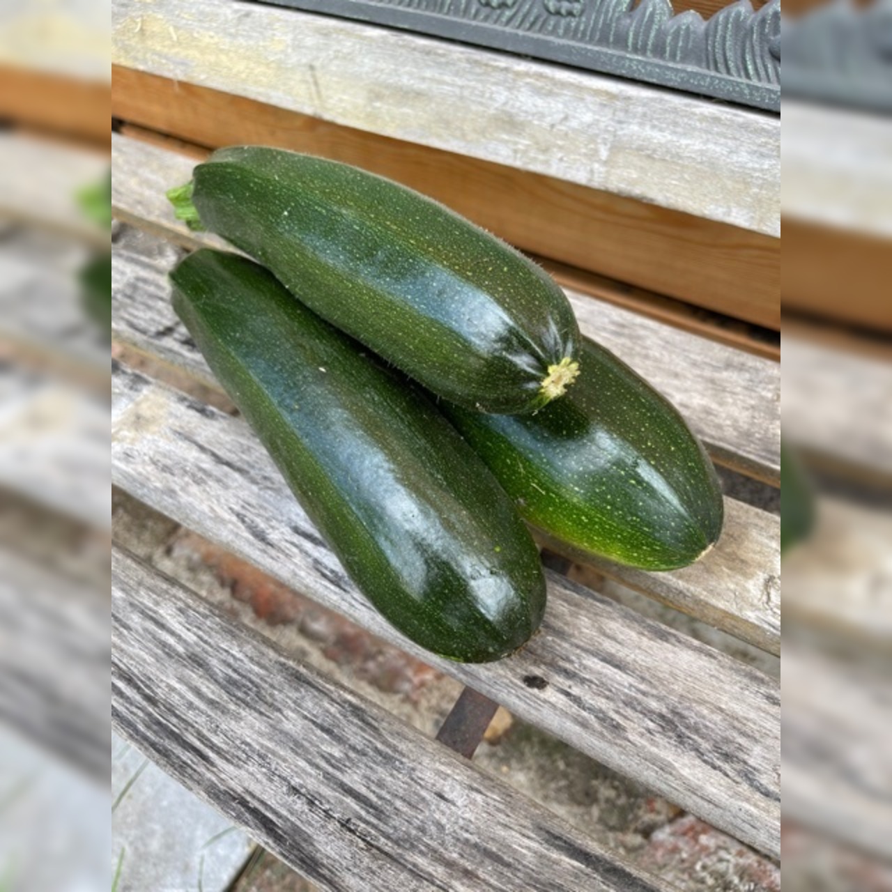 Zucchini „Black Beauty“ - BIO-Zucchinisorte [samenfest]