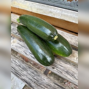 Zucchini „Black Beauty“ - BIO-Zucchinisorte [samenfest]
