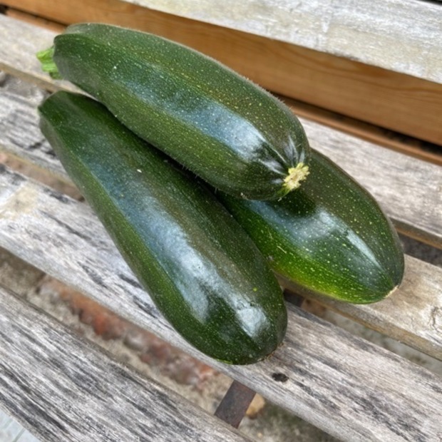 Zucchini „Black Beauty“ - BIO-Zucchinisorte [samenfest]