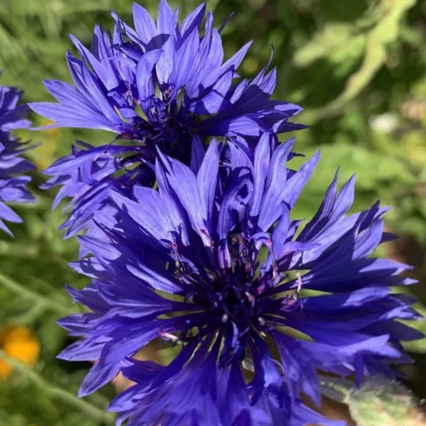 "Kornblume" - BIO-Blumensamen [samenfest]