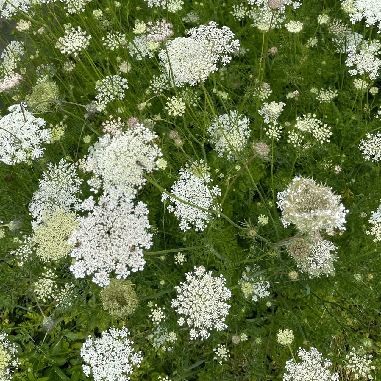 "wilde Möhre" - BIO-Blumensamen [samenfest]