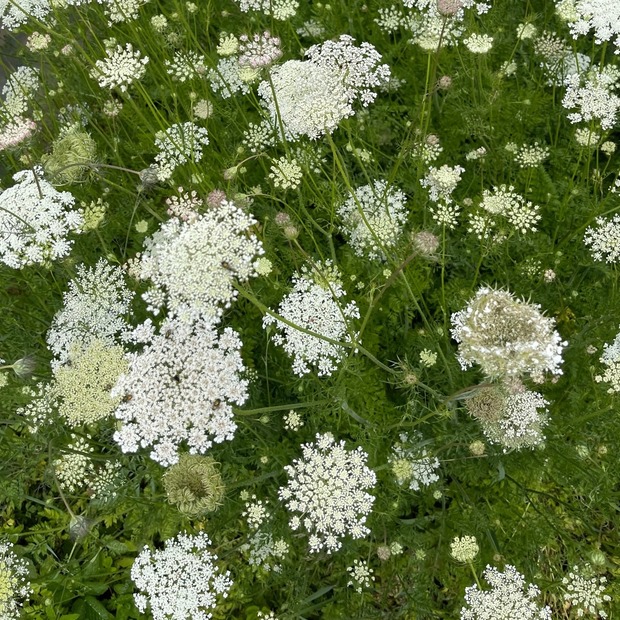 "wilde Möhre" - BIO-Blumensamen [samenfest]