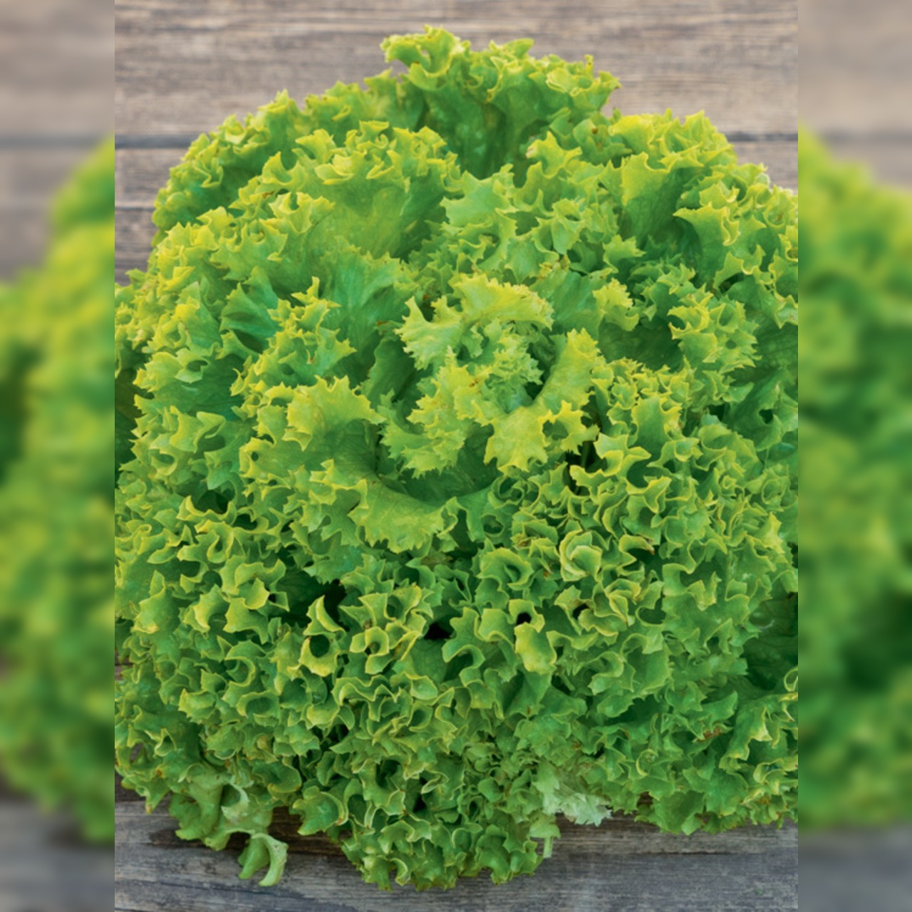 Pflücksalat „Lollo Bionda“ - BIO Salatsorte (samenfest)