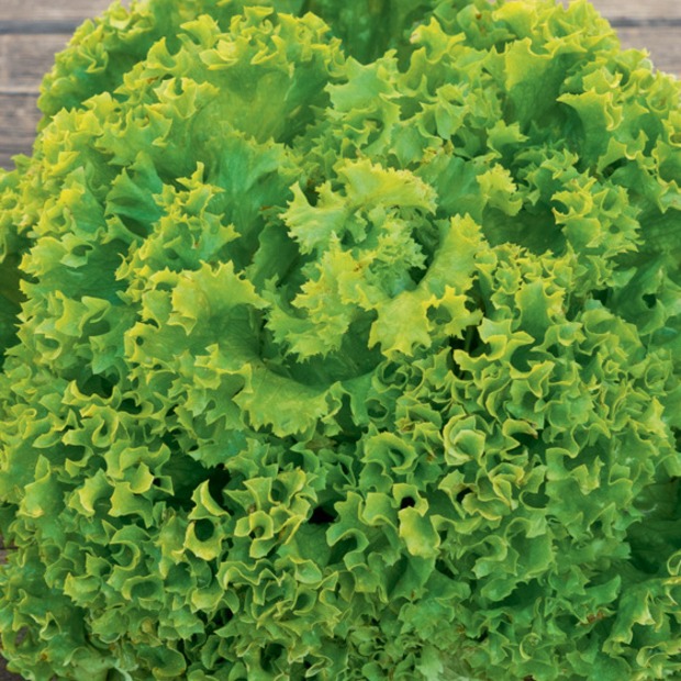 Pflücksalat „Lollo Bionda“ - BIO Salatsorte (samenfest)
