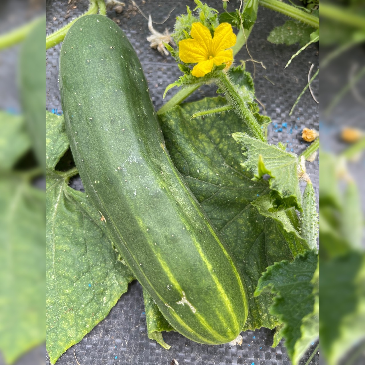 Gurke „Marketmore“ - BIO-Freilandgurke [samenfest]