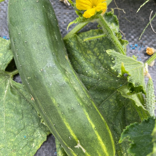 Gurke „Marketmore“ - BIO-Freilandgurke [samenfest]