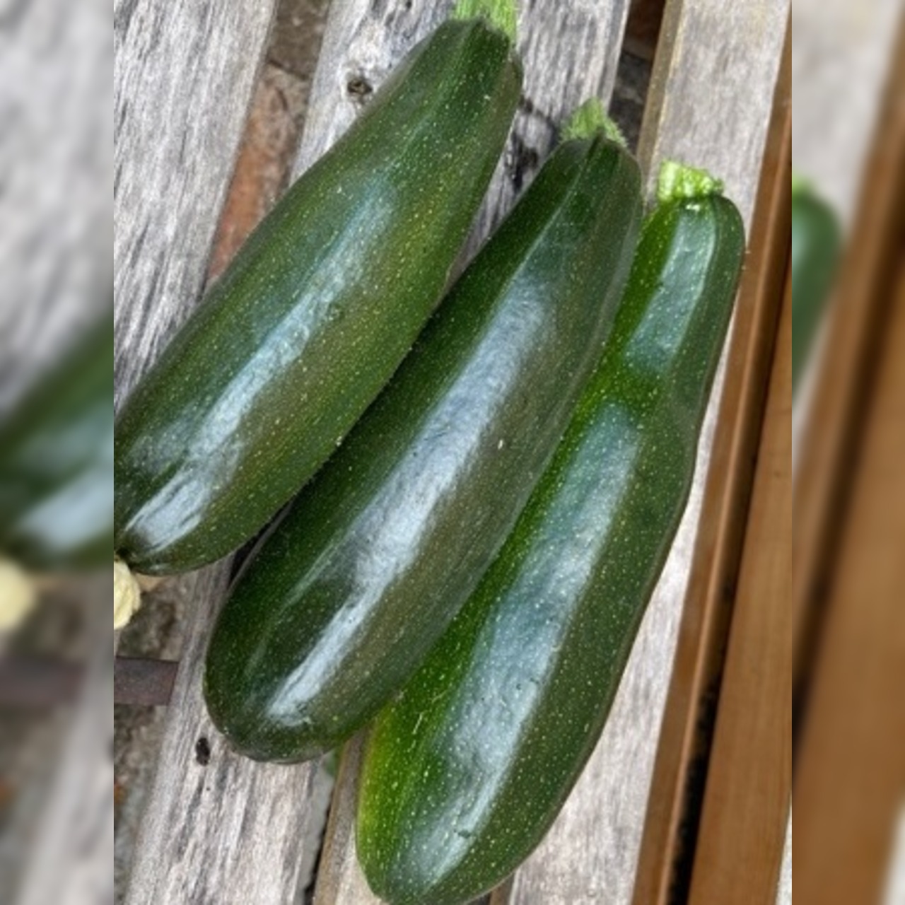 Gemüsesamen-Set "Zucchini" - 4 BIO-Sorten [samenfest]